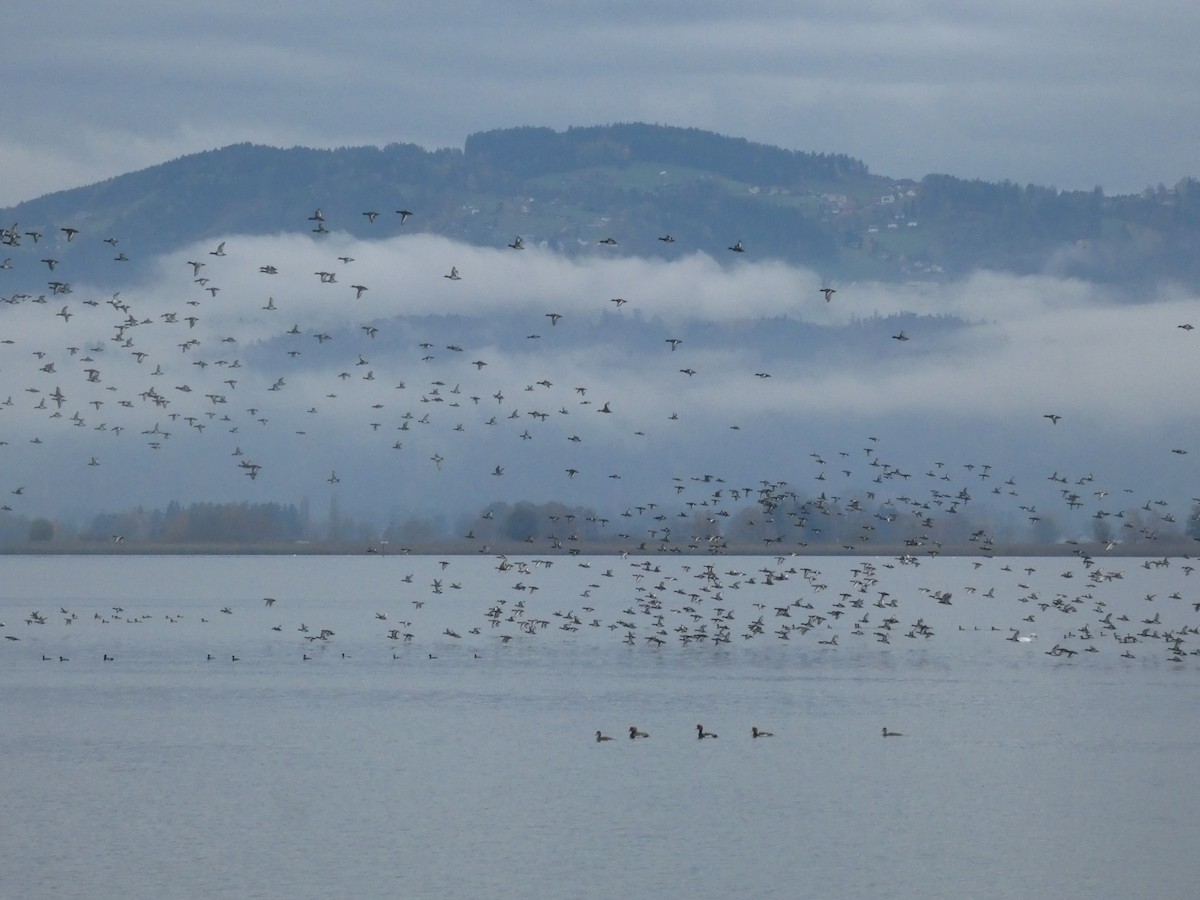 Tufted Duck - ML645205075