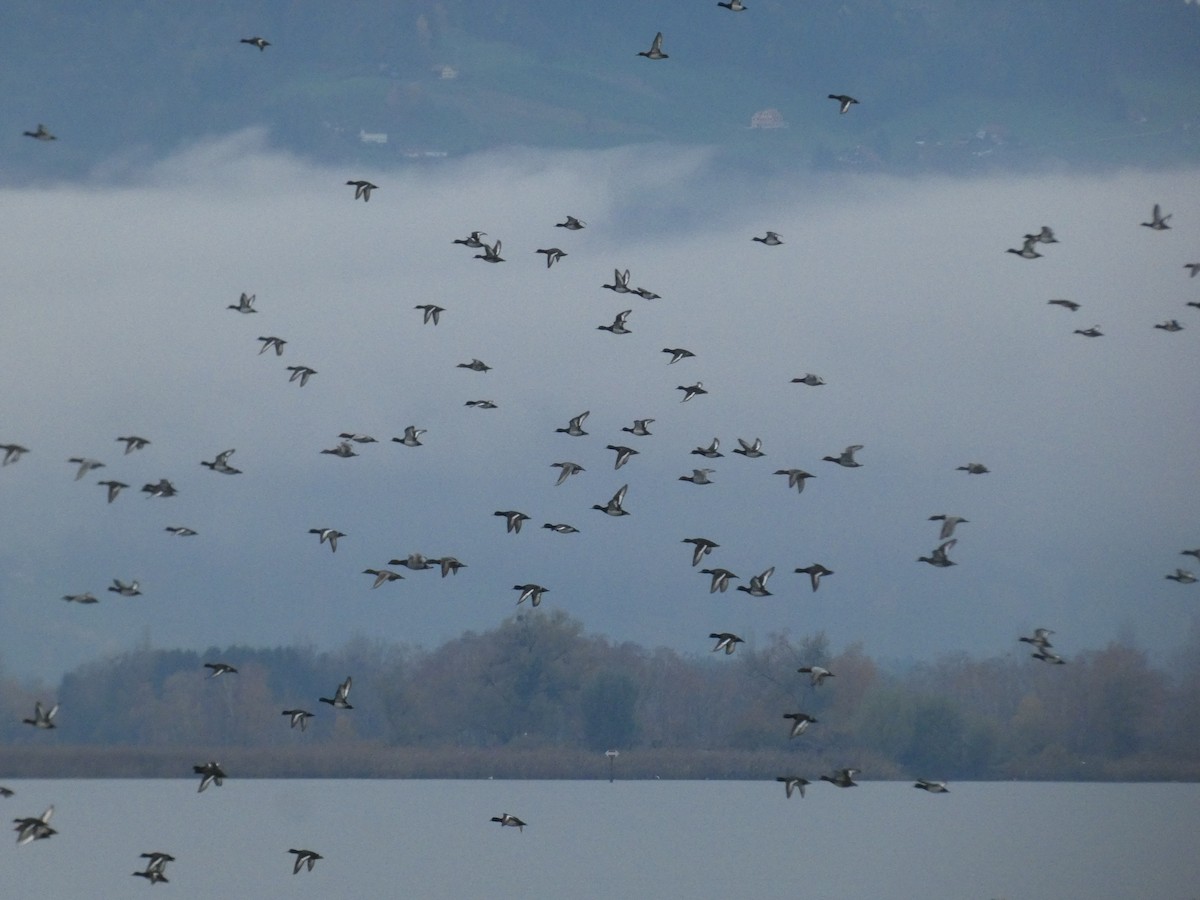 Tufted Duck - ML645205078