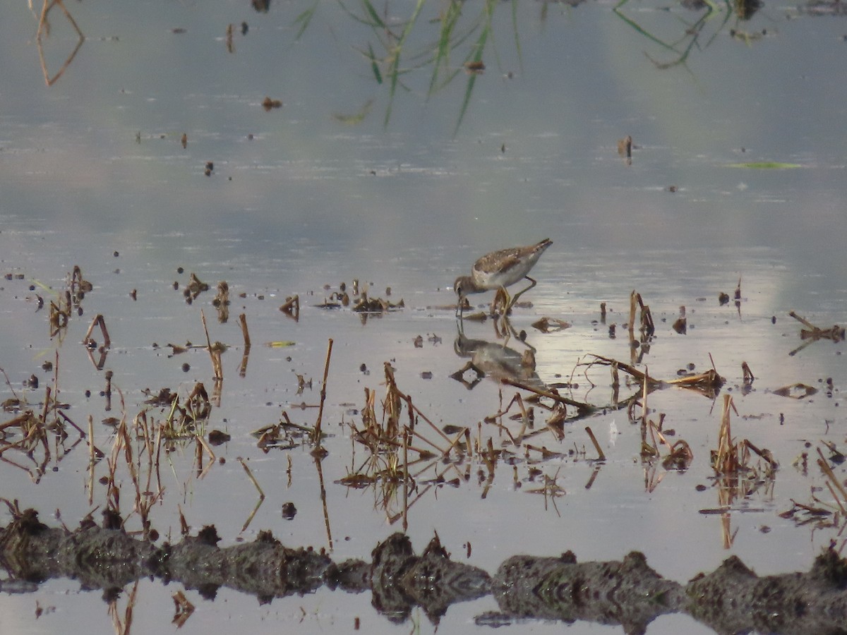 vodouš bahenní - ML645205116