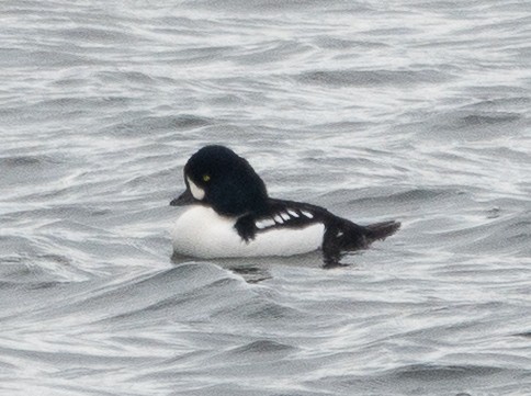 キタホオジロガモ - ML645205120