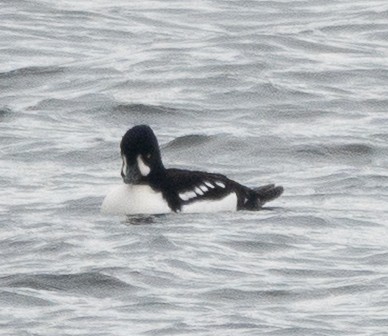 キタホオジロガモ - ML645205121