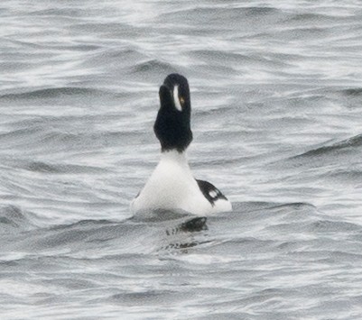 キタホオジロガモ - ML645205122