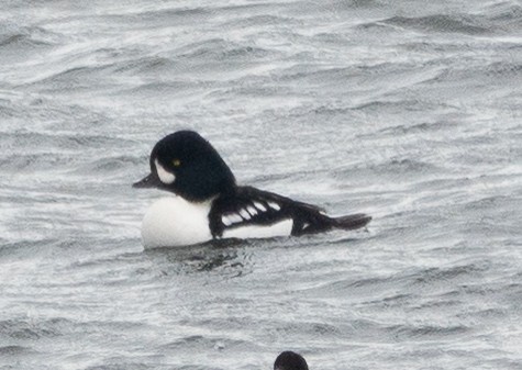 キタホオジロガモ - ML645205123