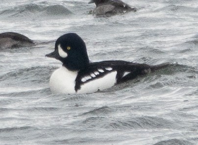 キタホオジロガモ - ML645205124