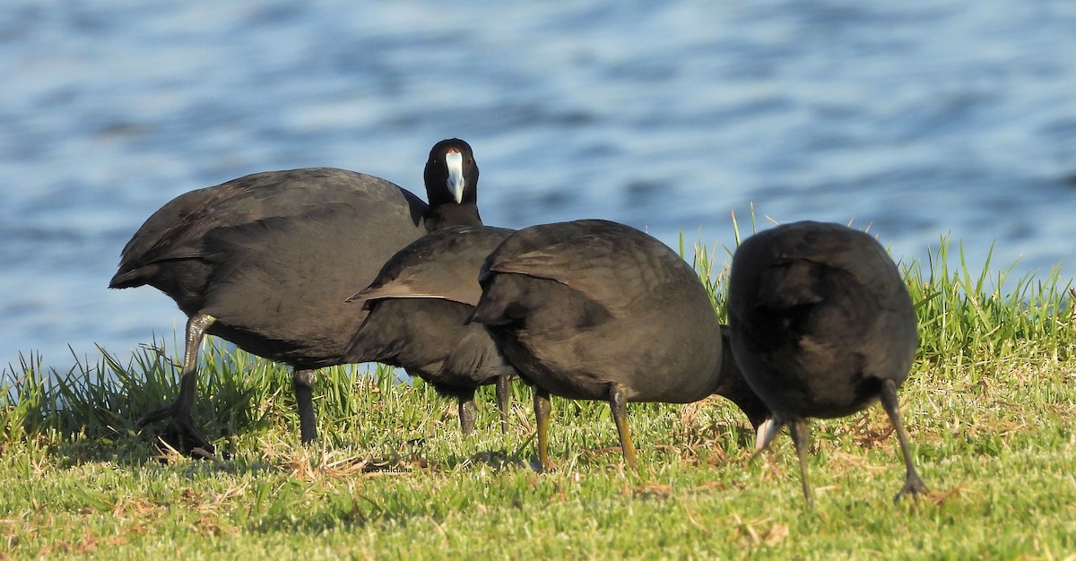 Red-knobbed Coot - ML645205129
