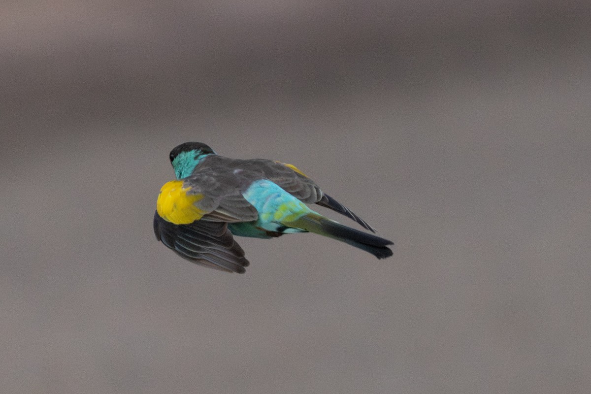 Hooded Parrot - ML645205139