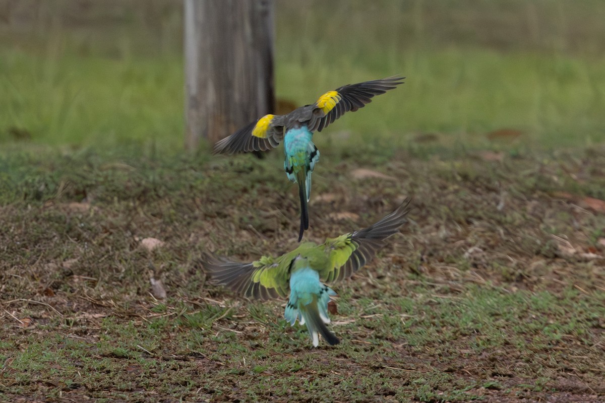 Hooded Parrot - ML645205143