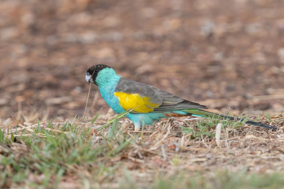 Hooded Parrot - ML645205146