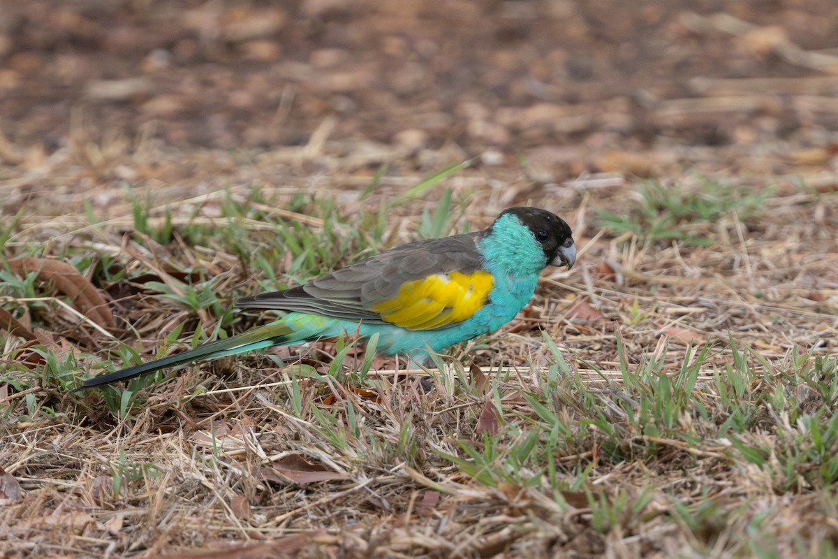 Hooded Parrot - ML645205147