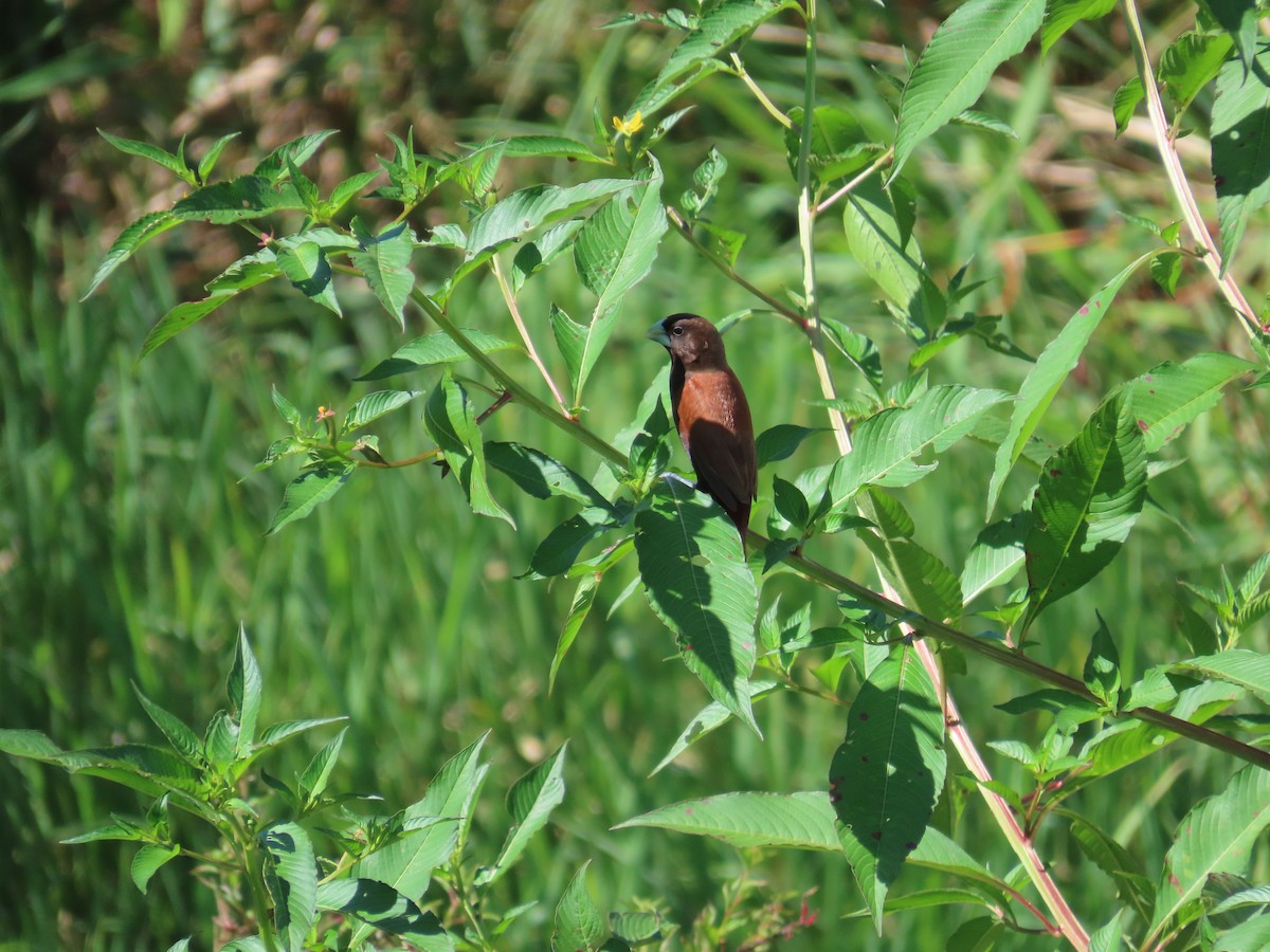 Chestnut Munia - ML645205149