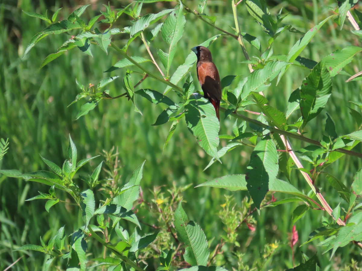 Chestnut Munia - ML645205150