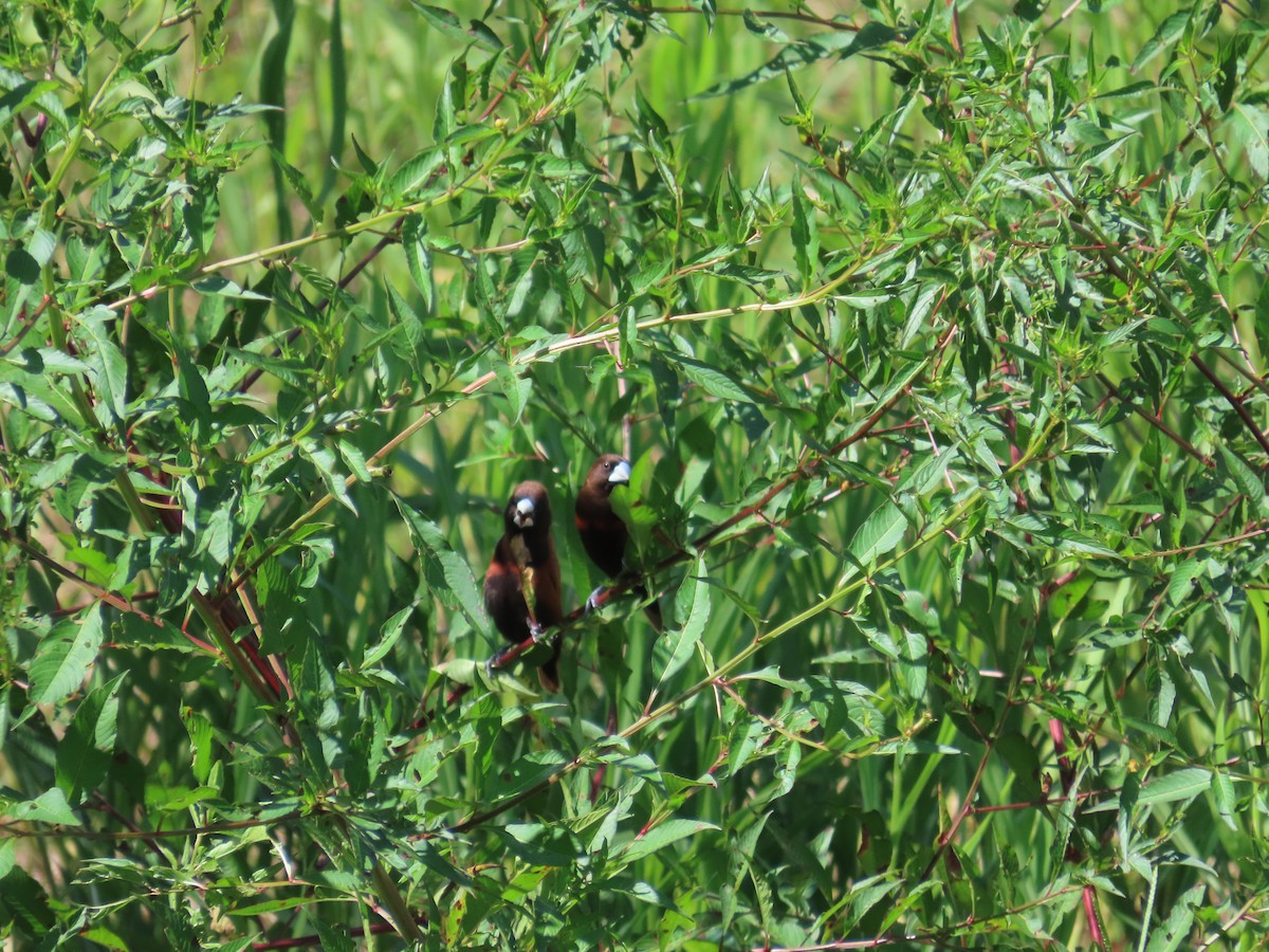 Chestnut Munia - ML645205151