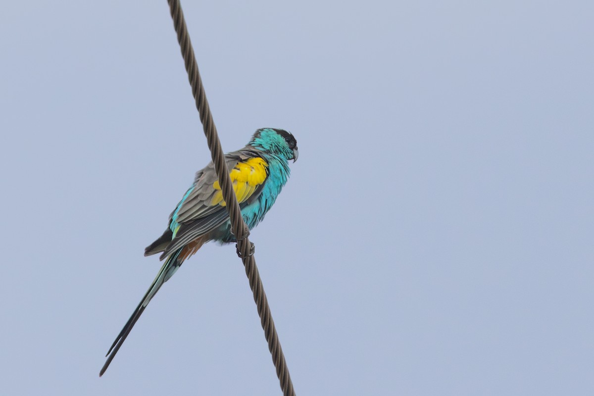 Hooded Parrot - ML645205152