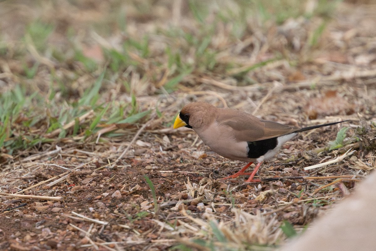 Masked Finch - ML645205153