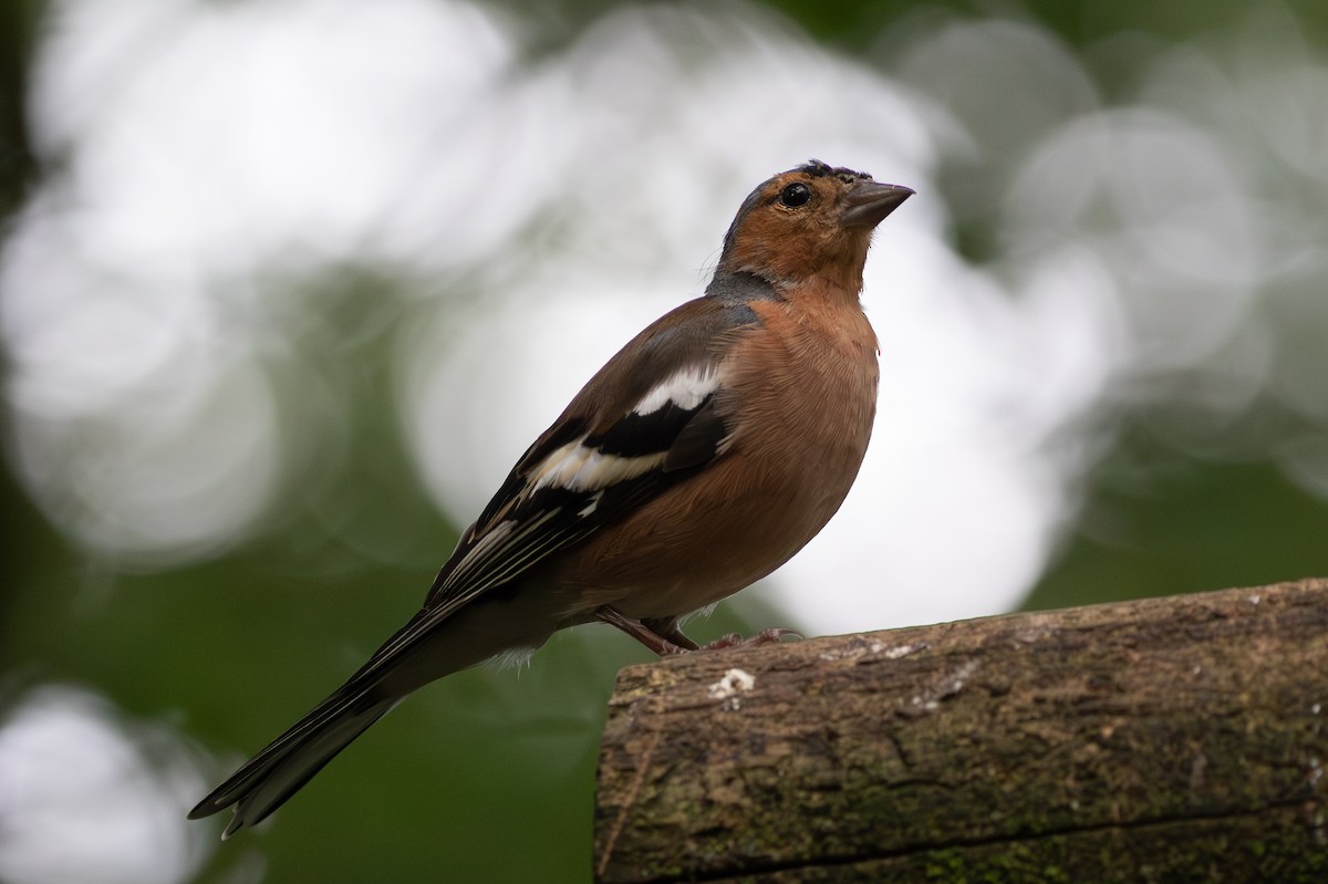 Common Chaffinch - ML645205163