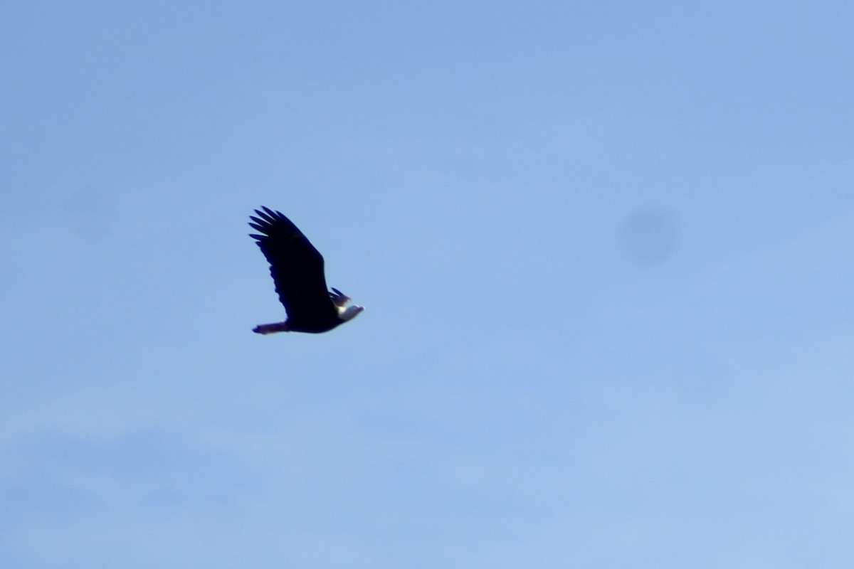 Белоголовый орлан - ML645205172