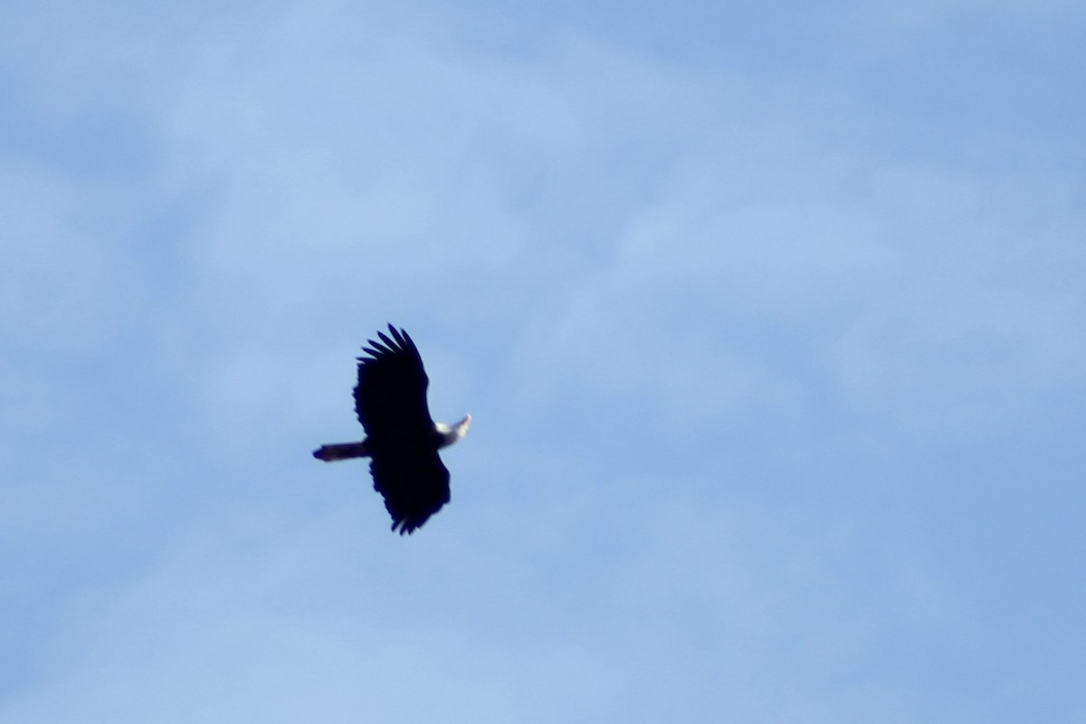 Белоголовый орлан - ML645205174