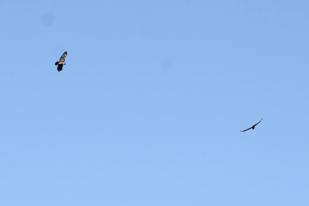 Red-tailed Hawk - ML645205197