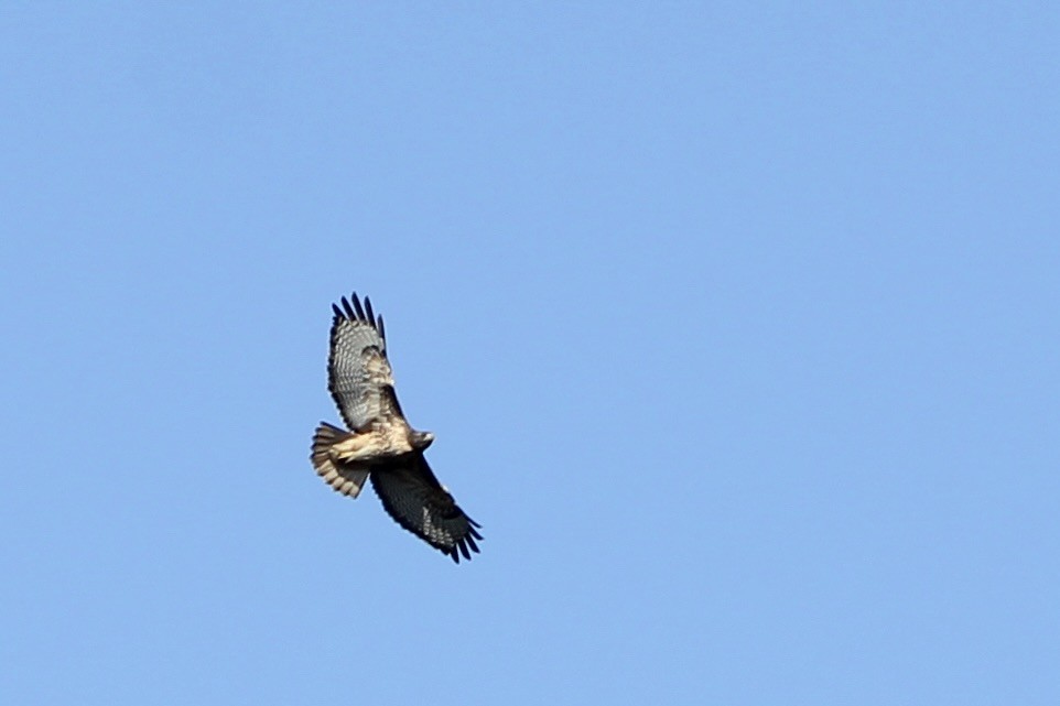 Red-tailed Hawk - ML645205198