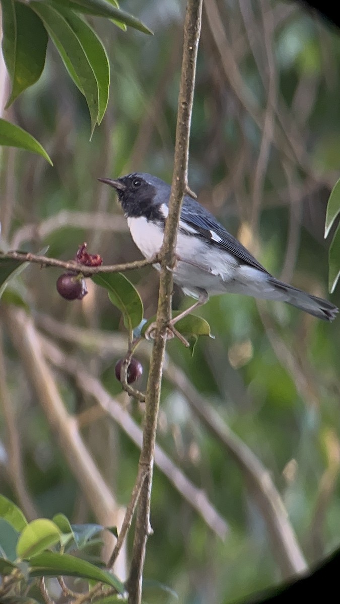 lesňáček modrohřbetý - ML645205207