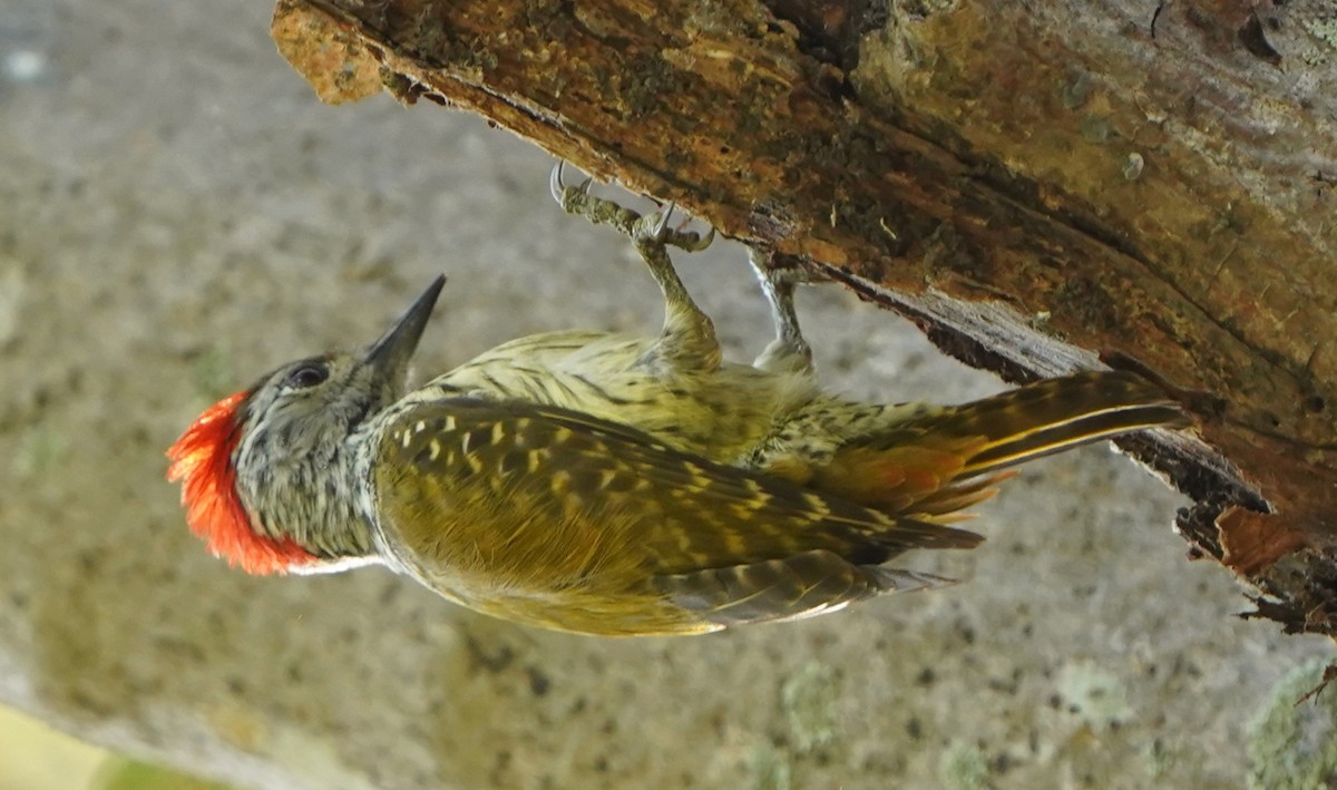 Cardinal Woodpecker - ML645205221