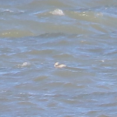 гахууна - ML645205225