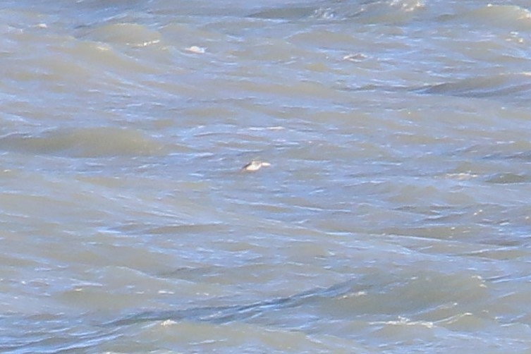 гахууна - ML645205226