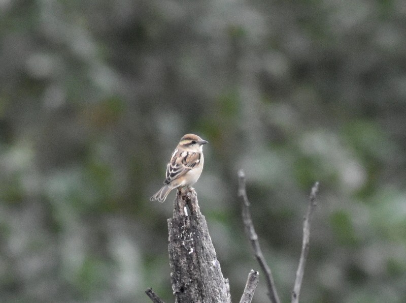 Russet Sparrow - ML645205227