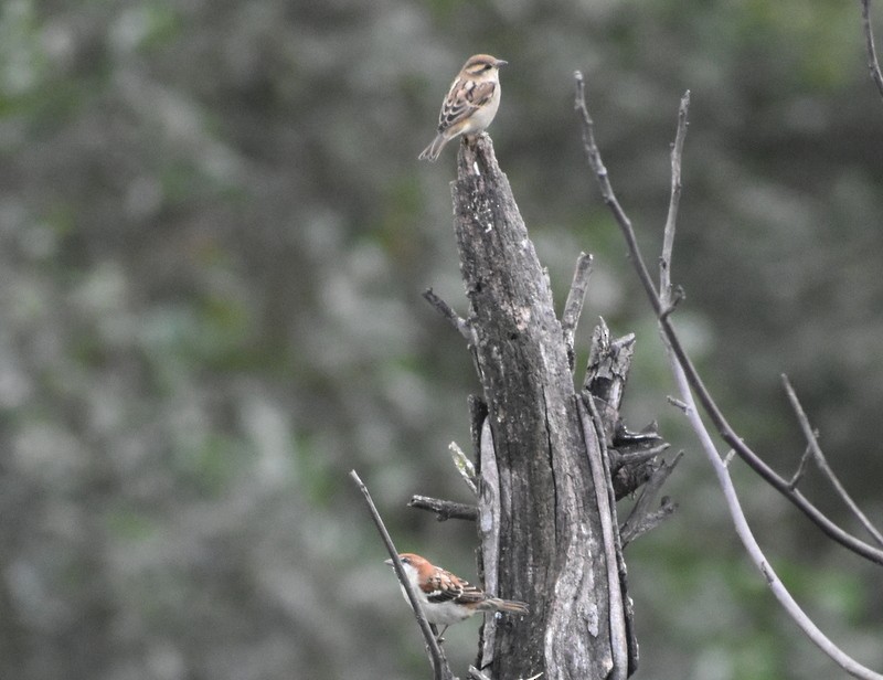 Russet Sparrow - ML645205228
