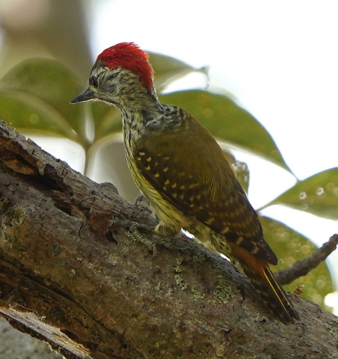 Cardinal Woodpecker - ML645205231