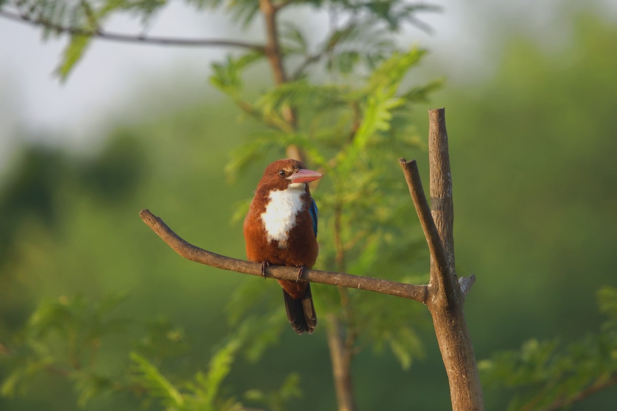 שלדג לבן-חזה - ML645205238