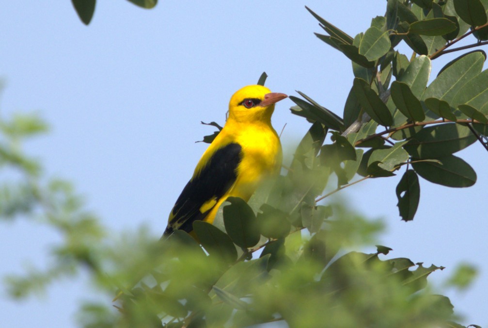 Вивільга індійська - ML645205239