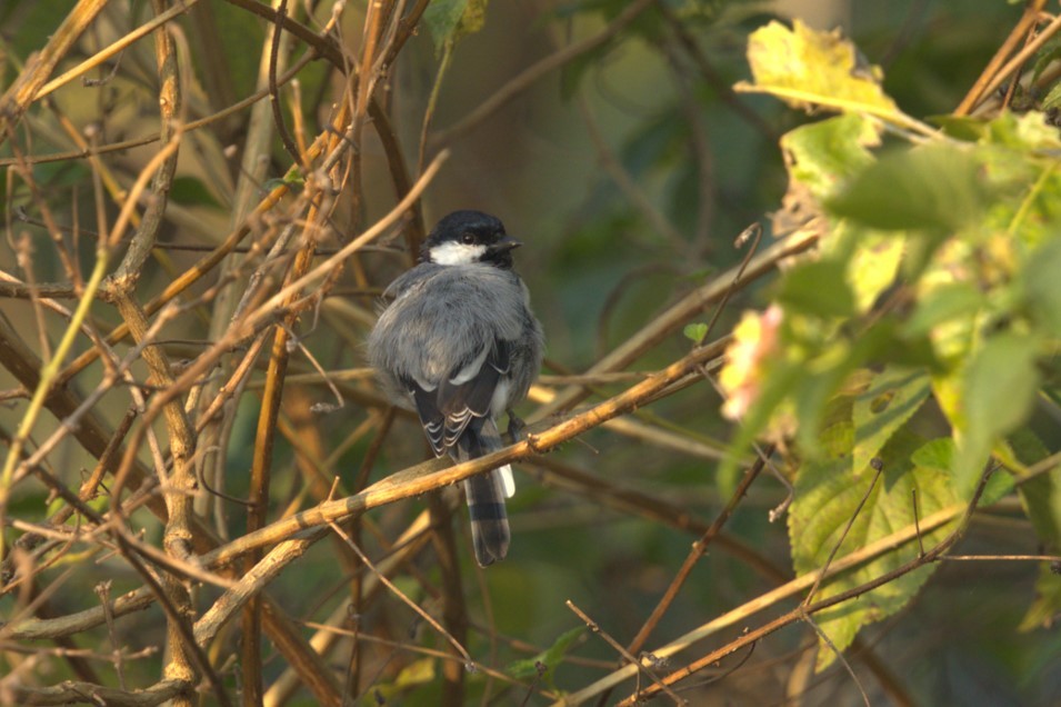 ירגזי אפרפר - ML645205240