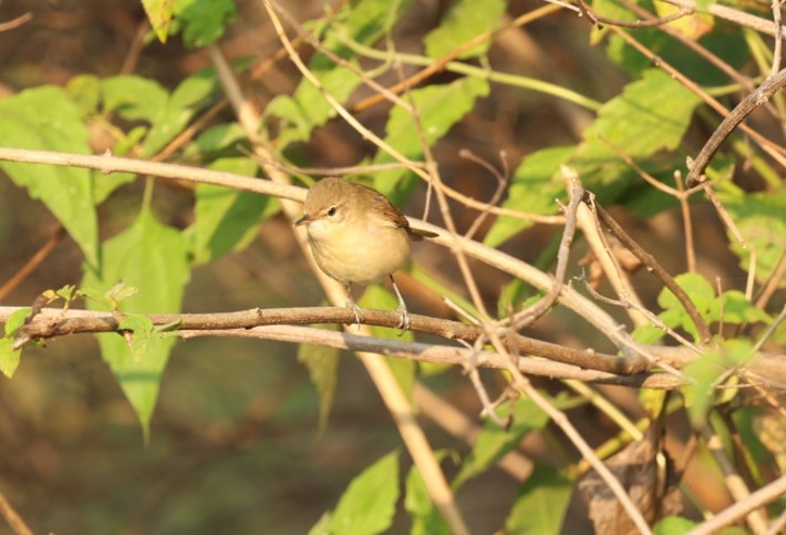קנית פינית - ML645205245