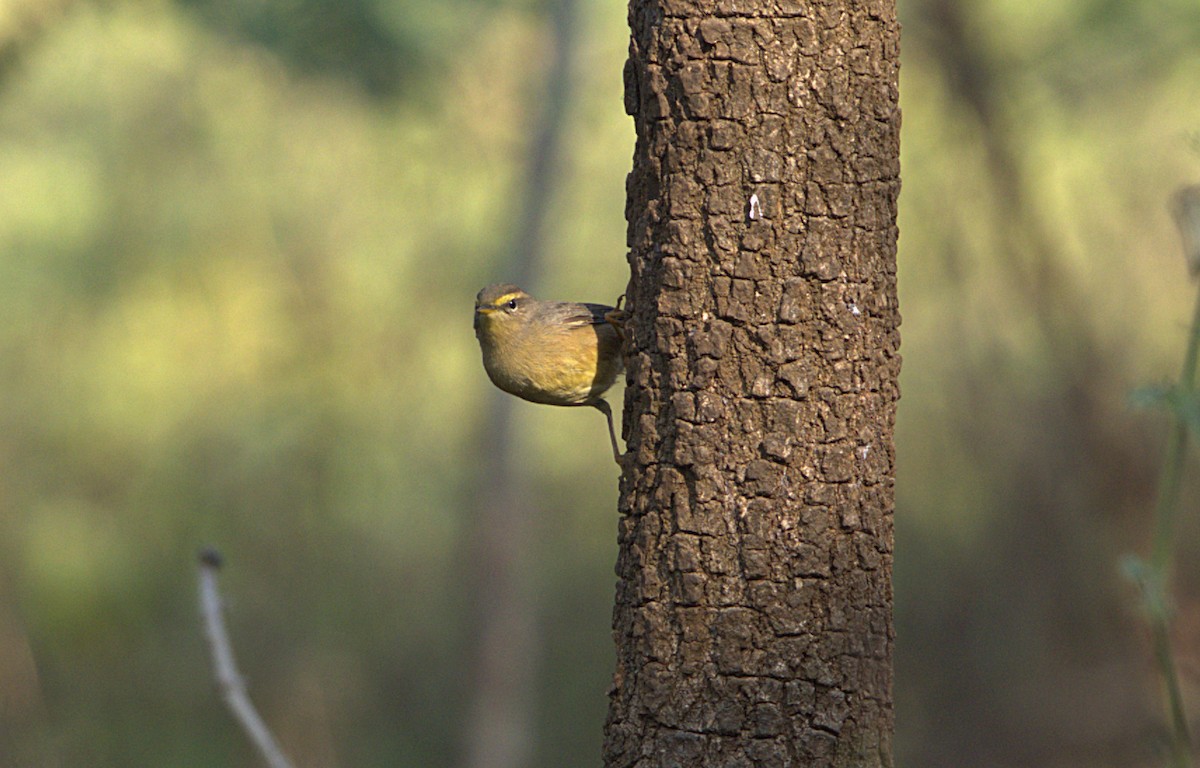עלווית חומת-גחון - ML645205253