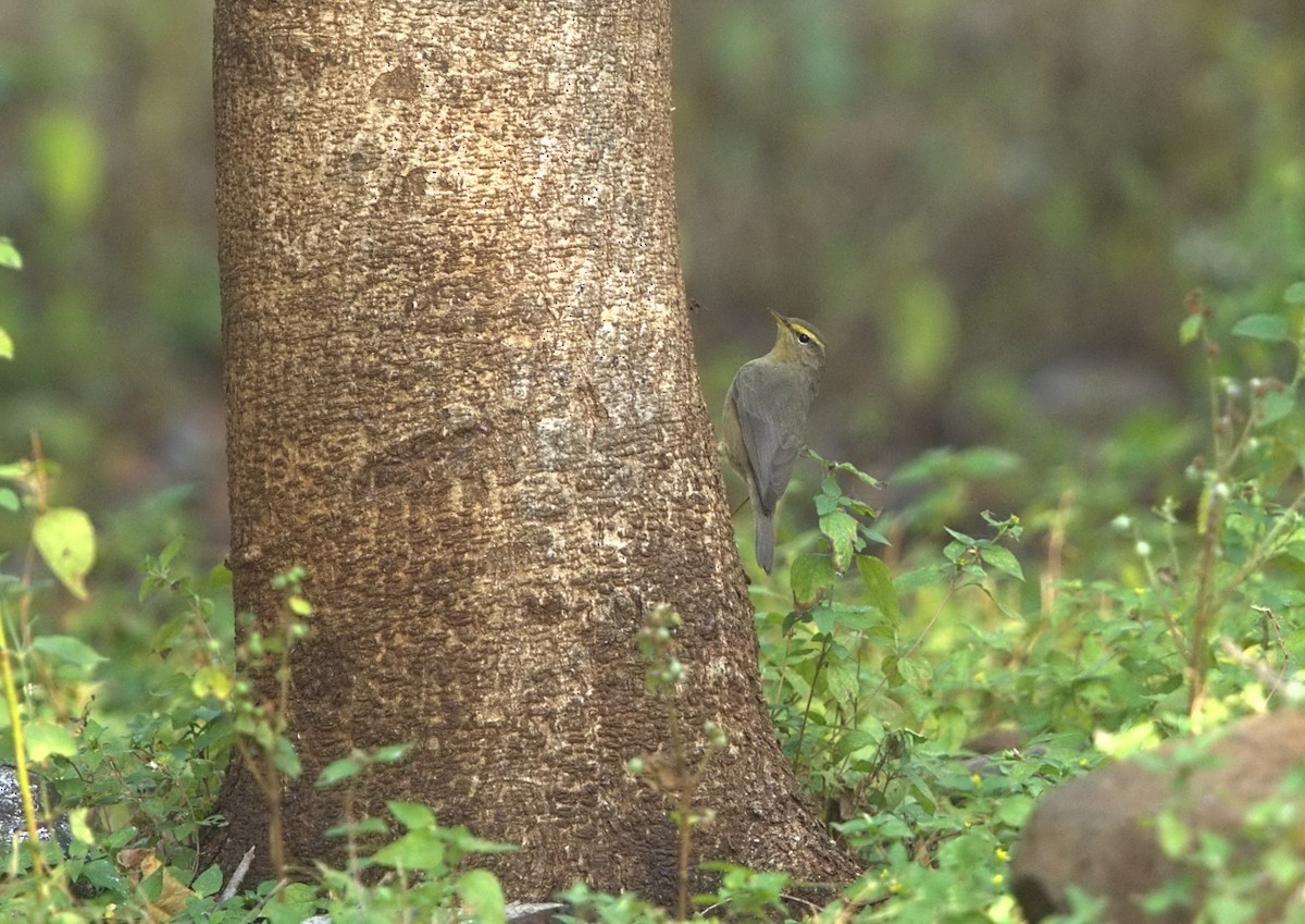 עלווית חומת-גחון - ML645205254