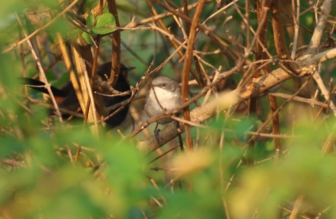 סבכי טוחנים - ML645205258