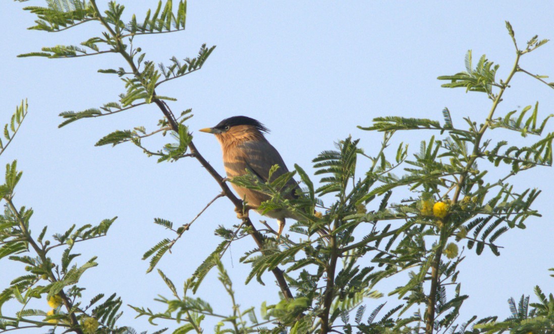 Brahminy Starling - ML645205260