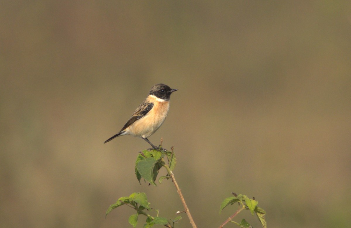 דוחל מזרחי - ML645205264