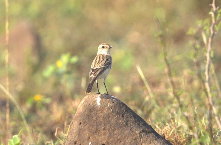 דוחל מזרחי - ML645205265