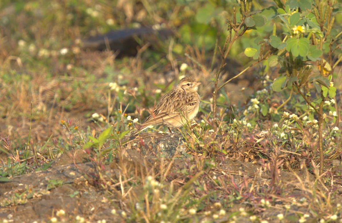 עפרונן קצר-אצבעות/מונגולי - ML645205272