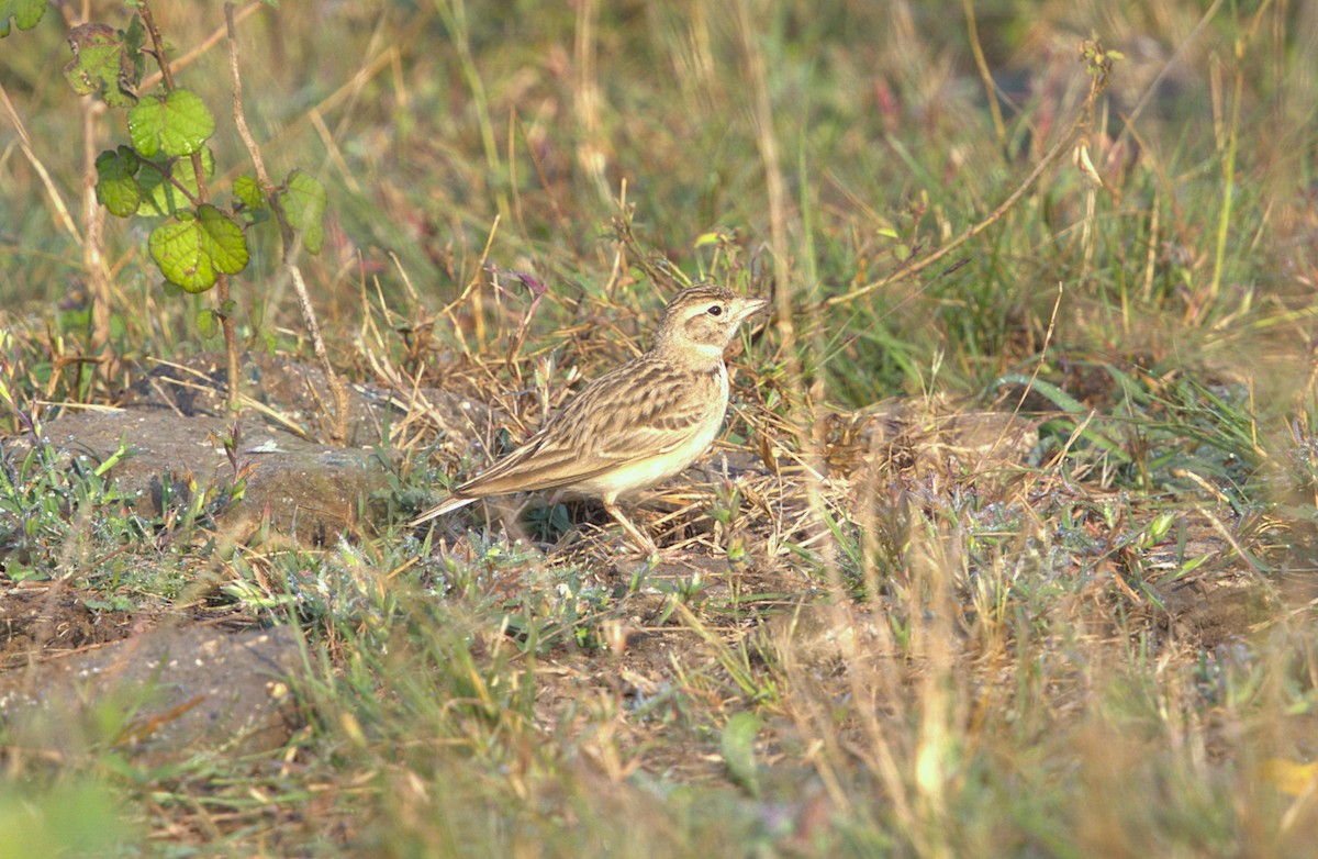 עפרונן קצר-אצבעות/מונגולי - ML645205273