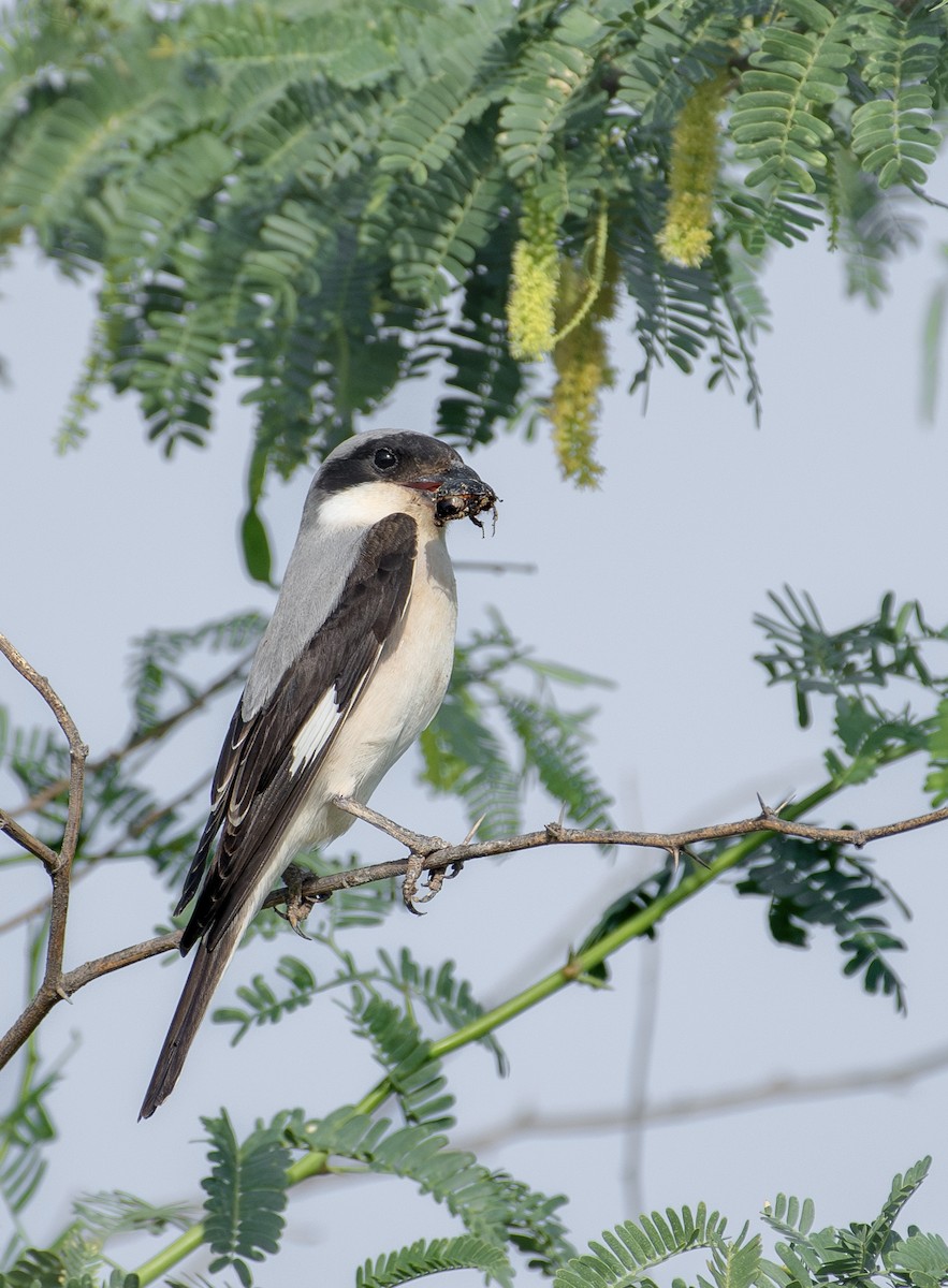 Pie-grièche à poitrine rose - ML645205274