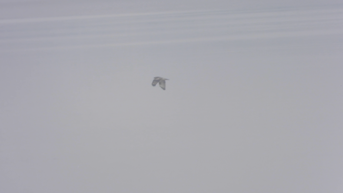 Eastern Marsh Harrier - ML645205275