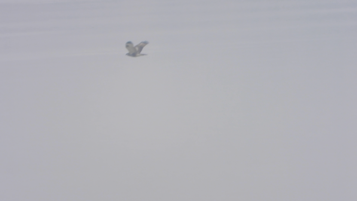 Eastern Marsh Harrier - ML645205276