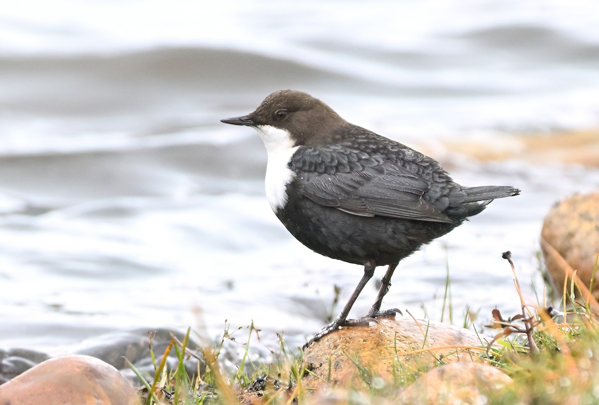 White-throated Dipper - ML645205278