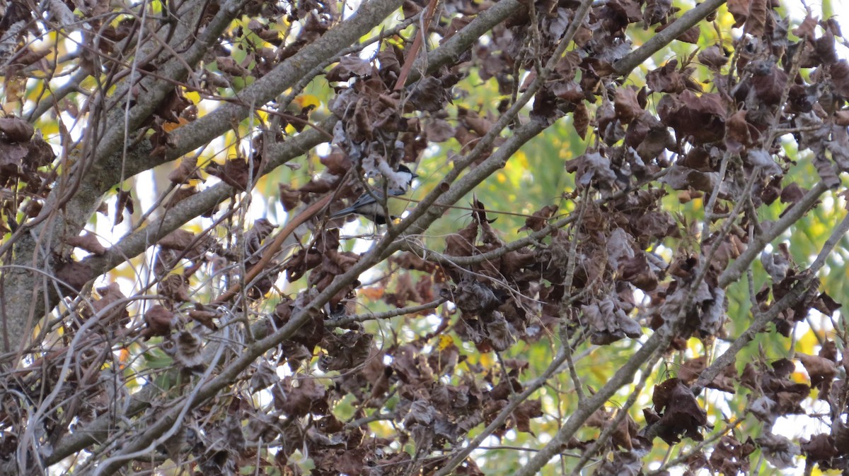Great Tit - ML645205283