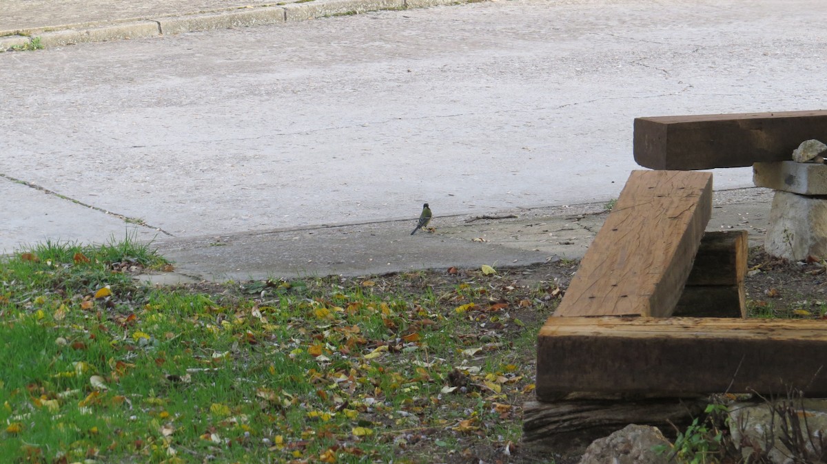 Great Tit - ML645205285