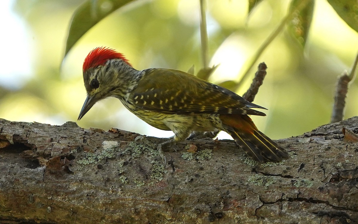 Cardinal Woodpecker - ML645205289