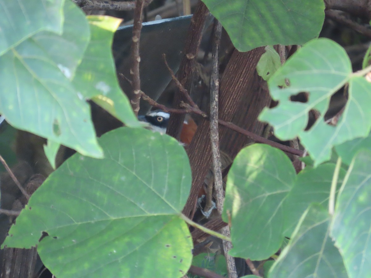 Taiwan Scimitar-Babbler - ML645205290